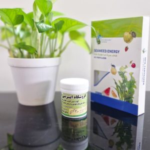 جلبک اسپنیش